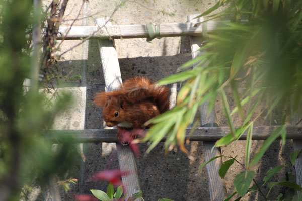 Eichhörnchen auf dem Balkon